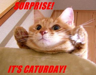 http://www.zyx.com/glyn/images/caturday.jpg